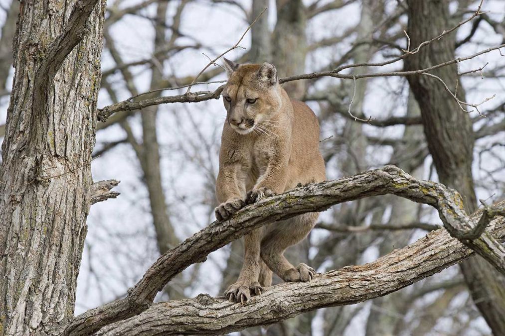 can cougars climb trees